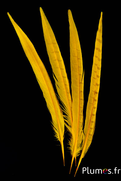 Faisan de Colchide - blanchi - 25-30 cm - jaune